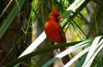Northern Cardinal